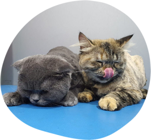 The Truth About Cat Grooming Myths