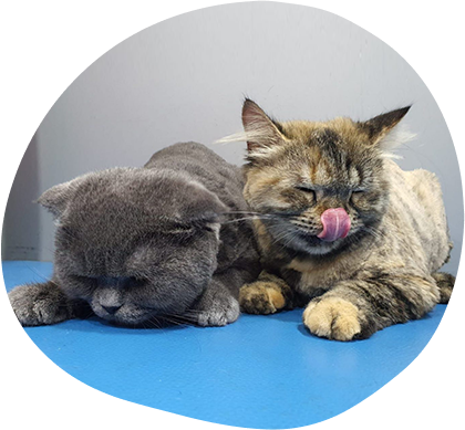 The Truth About Cat Grooming Myths